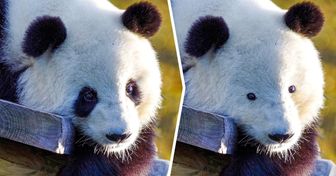 Wie 20 Tiere ohne ihre charakteristischen Merkmale aussehen würden