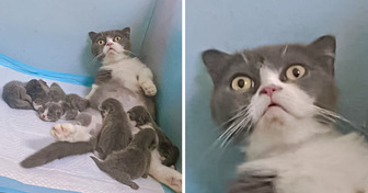 20 Tiere, die völlig unvorbereitet für das Elterndasein waren