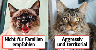 Warum diese 10 Katzenrassen die gefährlichsten der Welt sind