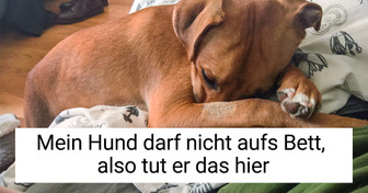 17 lustige Anblicke, die Besitzer dank skurriler Haustiere beim Aufwachen erleben