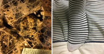 15 Dinge, die perfekt in ihr Umfeld passen