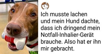 20+ unermüdliche Hunde, die ’Mitarbeiter des Monats’ werden könnten