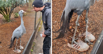 15 Bilder, bei denen man mehr als einmal hinsehen muss