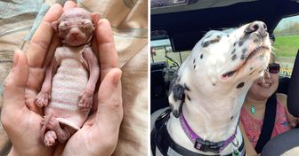 15 Haustiere, die dir hier und jetzt den Tag versüßen werden