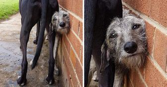 20+ Haustiere, die uns zuviele Fragen zu ihrem Verhalten hinterlieβen