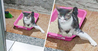 15 Tiere, die deine Stimmung zum Besseren wenden können