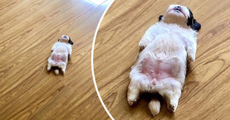 22 Tiere, die die Macht haben, deinen Tag zu verschönern