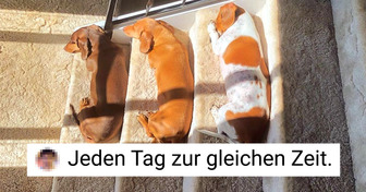 20 Tiere, die jeden Raum auf beeindruckende Weise einnehmen, besonders den in deinem Herzen