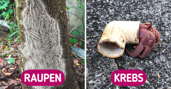 17 Fotos, in denen sich die Natur von ihrer verrückten Seite zeigt