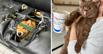 20 unartige Haustiere mit einem “Ich war’s nicht”-Gesicht, aber wer war’s dann?