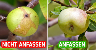 8 Pflanzen, die bei Berührung gefährlich sein können, und wie man sie erkennt