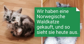 8 Dinge, die du wissen solltest, bevor du dir ein Haustier zulegst, um kein Vermögen für Tierarztrechnungen zu zahlen