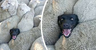 20 flauschige Vierbeiner, die dir garantiert ein Lächeln ins Gesicht zaubern werden