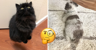 15+ verwirrende Bilder, die unser Gehirn beinahe ausgetrickst hätten