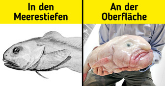 10 Eigenheiten von Tieren, die wie evolutionäre Fehler aussehen (aber eigentlich das Gegenteil sind)