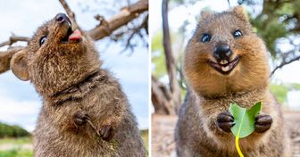 Das Quokka wird als das “fröhlichste Tier der Welt” bezeichnet, und diese 21 Fotos sind der Beweis dafür