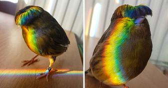 20 Bilder, bei denen man nur “Wow” sagen kann