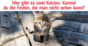 20 Fotos mit getarnten Katzen, die deine Beobachtungsgabe testen werden