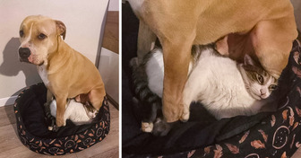 20+ Fotos, die lustiger sind als jeder Witz