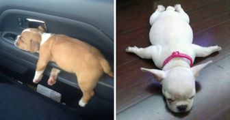 25 Hunde, die im besten Moment fotografiert wurden