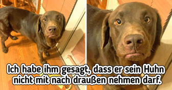 17 Haustiere, die ihre Gefühle so deutlich zeigen, dass wir sie mühelos verstehen können