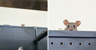 17 Fotos, die in Supermärkten aufgenommen wurden und die Käufer mit großen Augen zurückließen