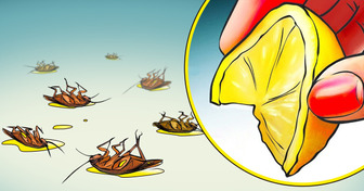 11 natürliche Methoden, um Kakerlaken für immer loszuwerden