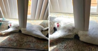 20+ Lustige Bilder, die deine Woche mit einem Lächeln starten lassen