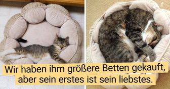 17 Baby-Haustiere, die so schnell erwachsen wurden und immer noch süß sind