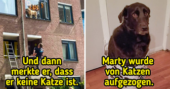 20 Haustiere, die vergessen haben, was sie sind