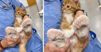 15+ Haustiere mit Merkmalen, die sie besonders aussehen lassen