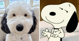 Ein entzückender Hund erobert das Internet mit seiner verblüffenden Ähnlichkeit mit dem berühmten Snoopy