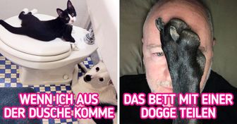 20 Fotos, die beweisen, dass manche Haustiere die Bedeutung von “persönlichem Raum” nicht verstehen