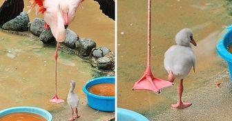 25 Bilder unglaublich süßer Tiere, die uns dazu verleiten, auch eins haben zu wollen