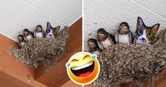 20 Tiere, die dir den Tag versüßen können