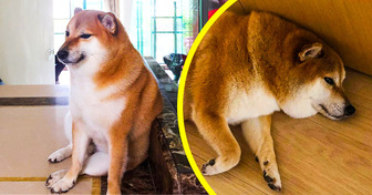 Cheems, der Hund, den das Internet liebt, ist krank und wird eingeschläfert, wenn es ihm nicht besser geht