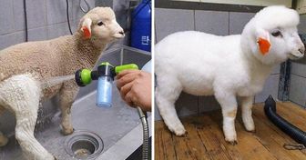 20+ Vorher-Nachher-Bilder von Haustieren, die wie Tag und Nacht sind