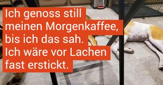 19 Hunde, die nur brav sein wollen, dabei aber urkomisch sind
