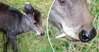14 Tiere, bei denen man kaum glauben kann, dass sie nicht einem Science-Fiction-Film entsprungen sind