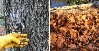 20 Tiere, die Meister des Versteckspiels sind — Versuche, sie alle zu finden