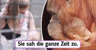 Verwaister Orang-Utan entdeckt seine mütterlichen Instinkte wieder durch das Beobachten der Zoowärterin beim Stillen ihres Babys