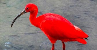 20 exotische Vögel, die aussehen, als wären sie nicht von dieser Welt