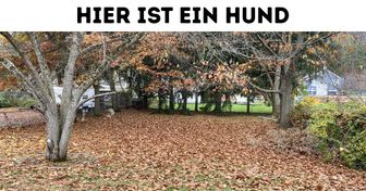 Sehtest: Findest du das versteckte Tier oder den Gegenstand?