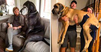 20 übergroße Haustiere, die keine Ahnung haben, wie groß sie sind