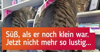 17 Leute, die mehr als eine Katze haben und jetzt mit den Konsequenzen leben müssen