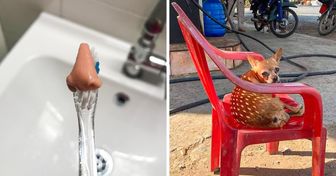 22 Normale Dinge, die die Tarnung perfektioniert haben