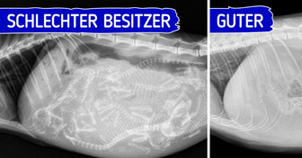Erfolgreich starten als Katzenbesitzer: Vermeide diese 10 häufigen Fehler