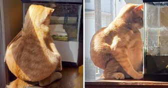 20 urkomische Momente, in denen wir an der Göttlichkeit unserer Katzen zweifeln dürfen