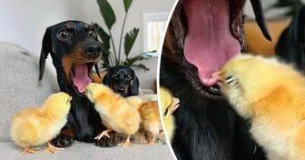 18 Tiere, die sich von ihrer frechen Seite zeigen