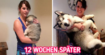 10 niedliche, kleine Fellknäuel, die zu großen Schönheiten heranwuchsen